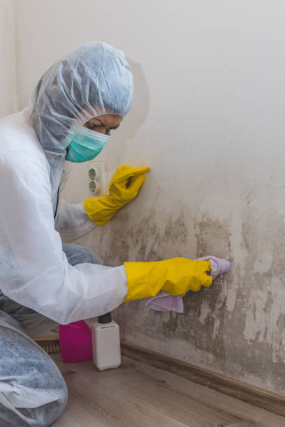 Williston, FL Mold Removal Company